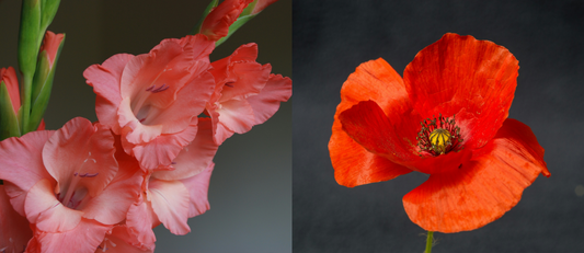 August's Radiant Blooms: Gladiolus and Poppy - A Celebration of Summer's Peak