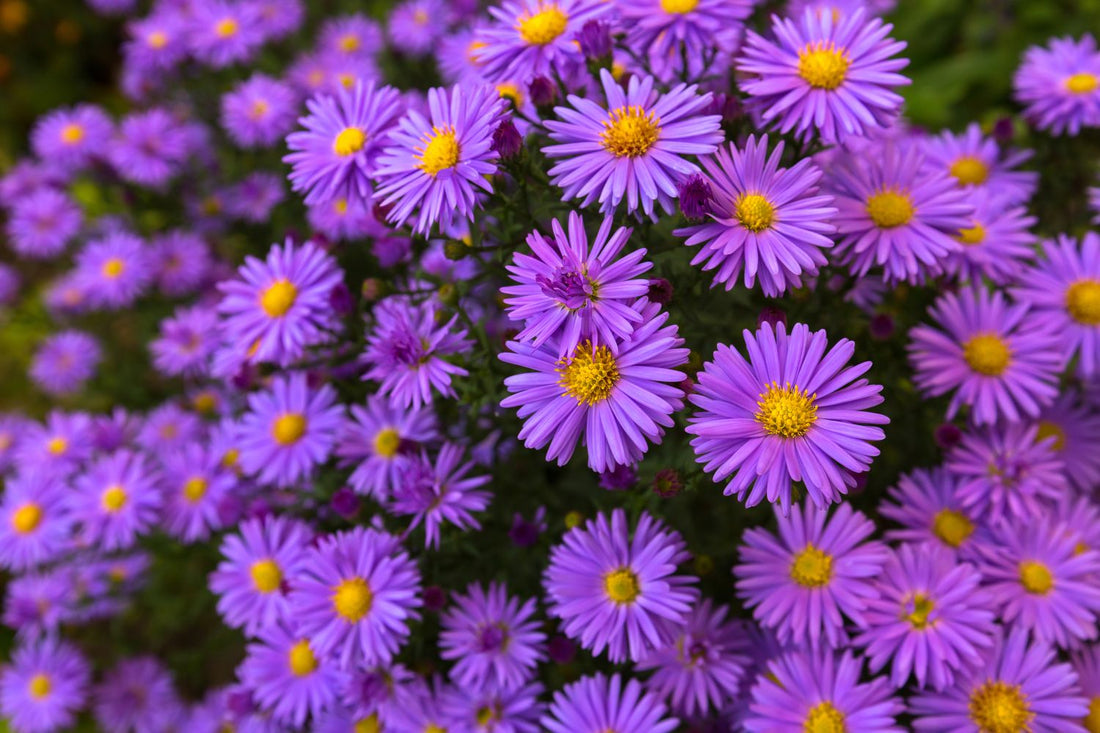 September's Starry Bloom: The Aster's Radiant Charm