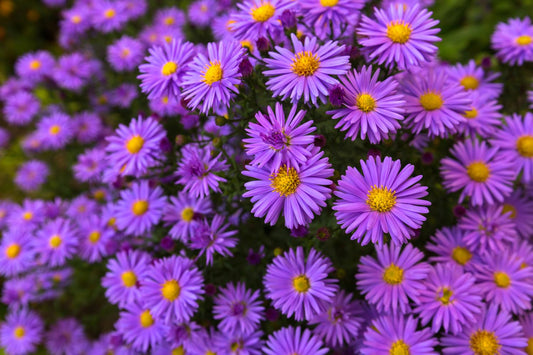 September's Starry Bloom: The Aster's Radiant Charm