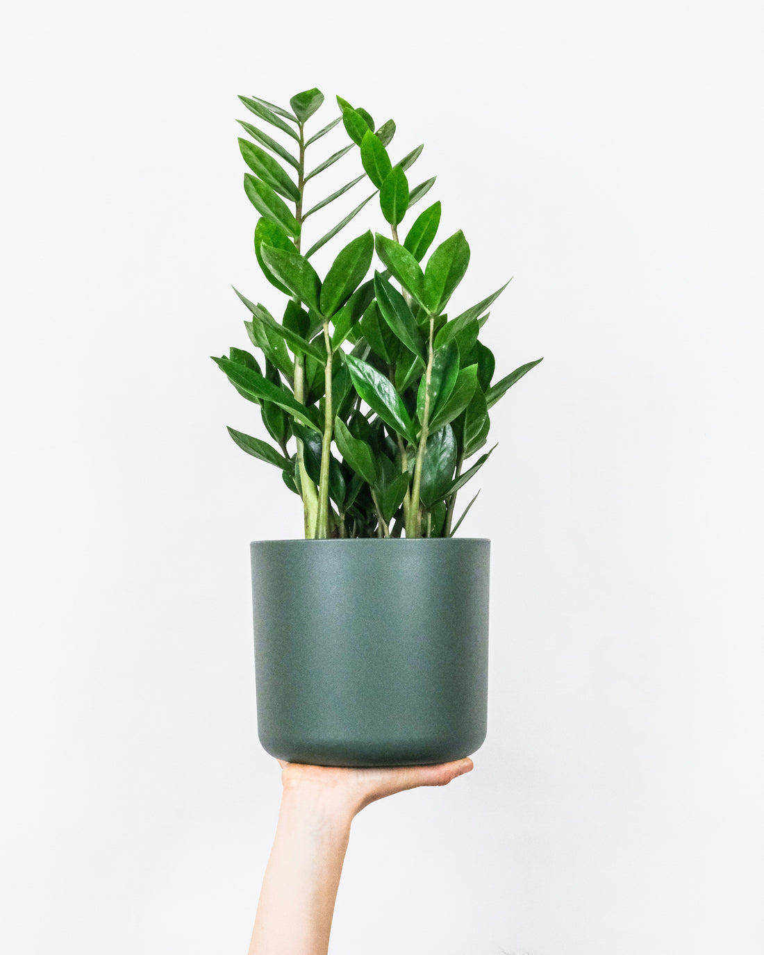 The ZZ Plant (Zamioculcas zamiifolia): The Epitome of Effortless Elegance