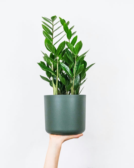 The ZZ Plant (Zamioculcas zamiifolia): The Epitome of Effortless Elegance