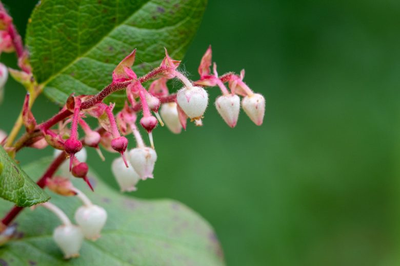 salal (gaultheria shallon)