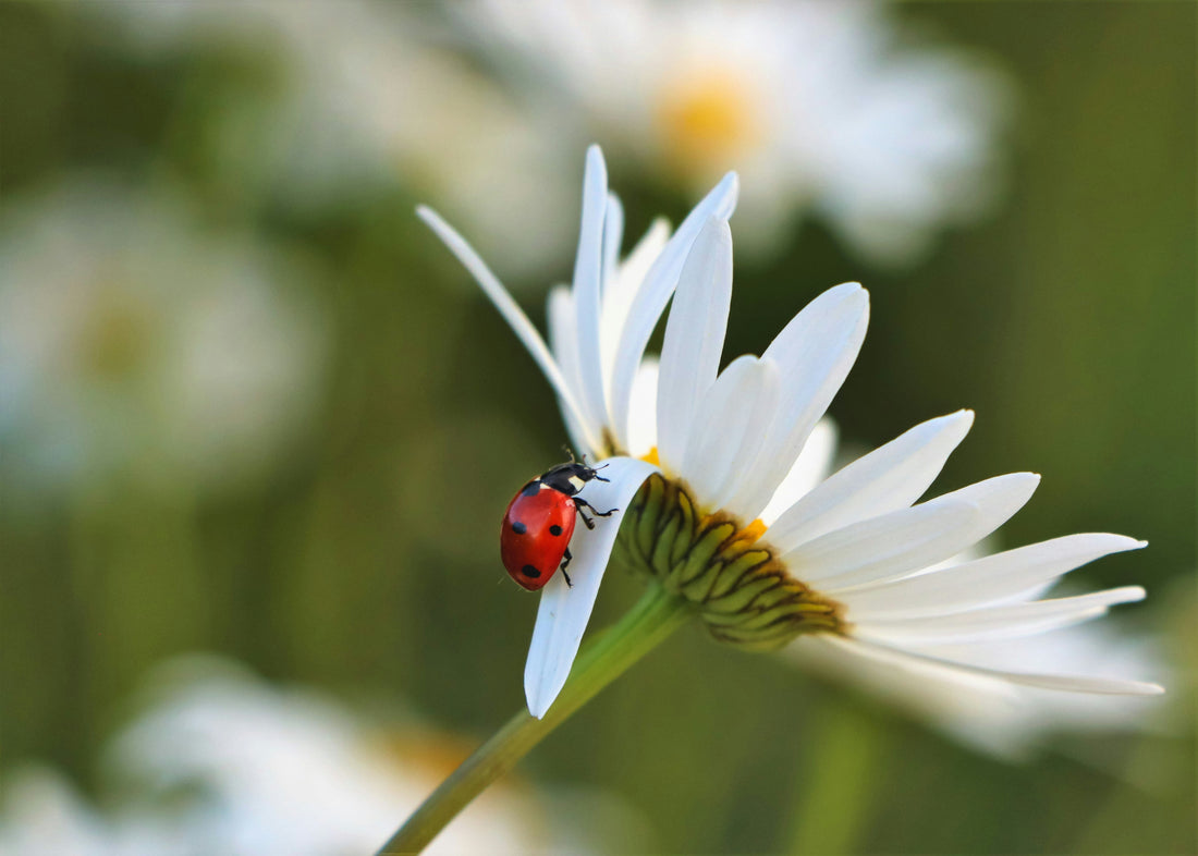 ladybug on white daisy