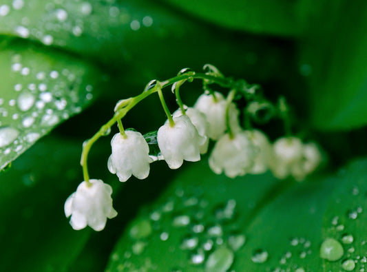 Lily of the valley flowers with dew drops.