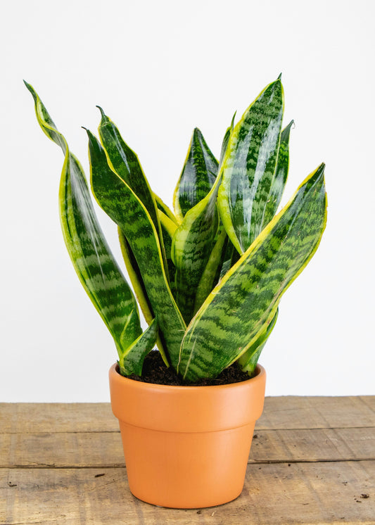 The Snake Plant (Sansevieria trifasciata): Your Stylish and Unfussy Indoor Companion