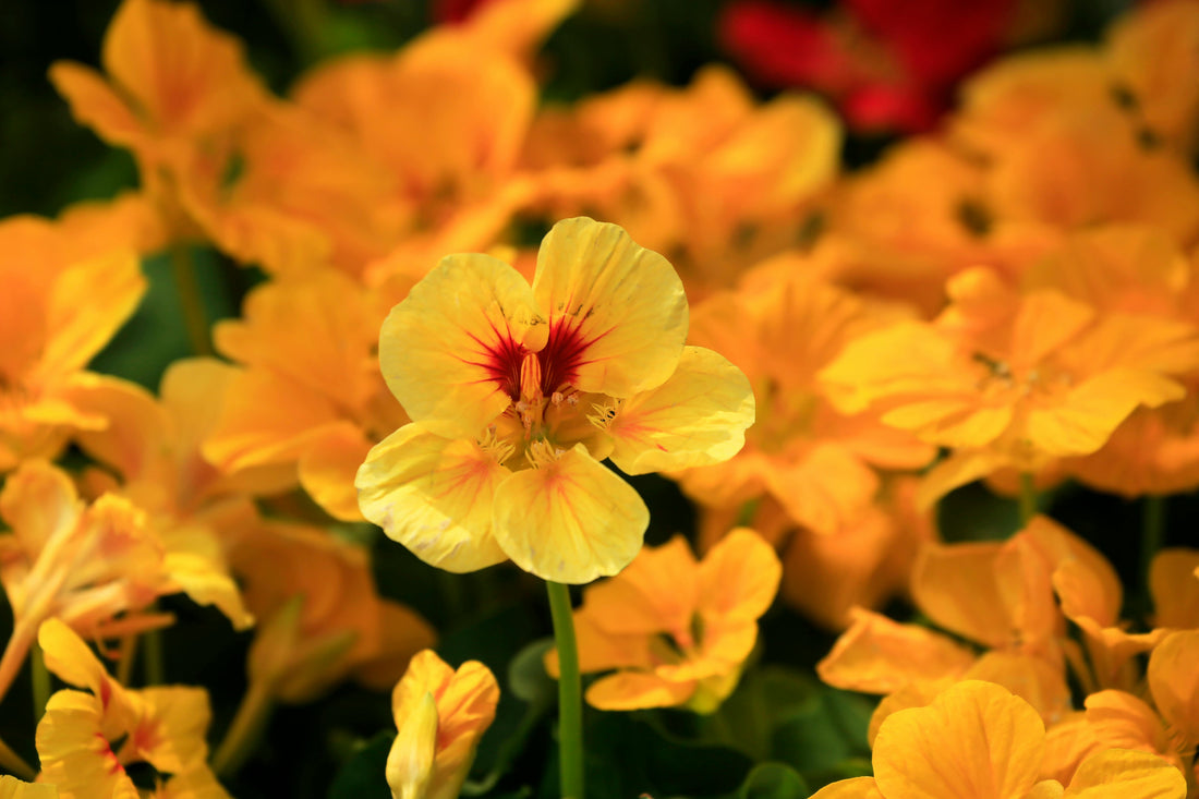 Bursting into Bloom: Planting Flower Seeds for a Colourful Southern BC Spring