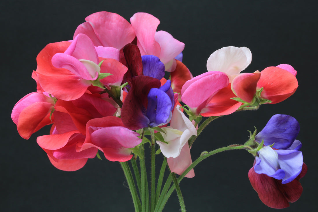 April Showers Bring Sweet Peas: A Guide for West Coast Gardeners