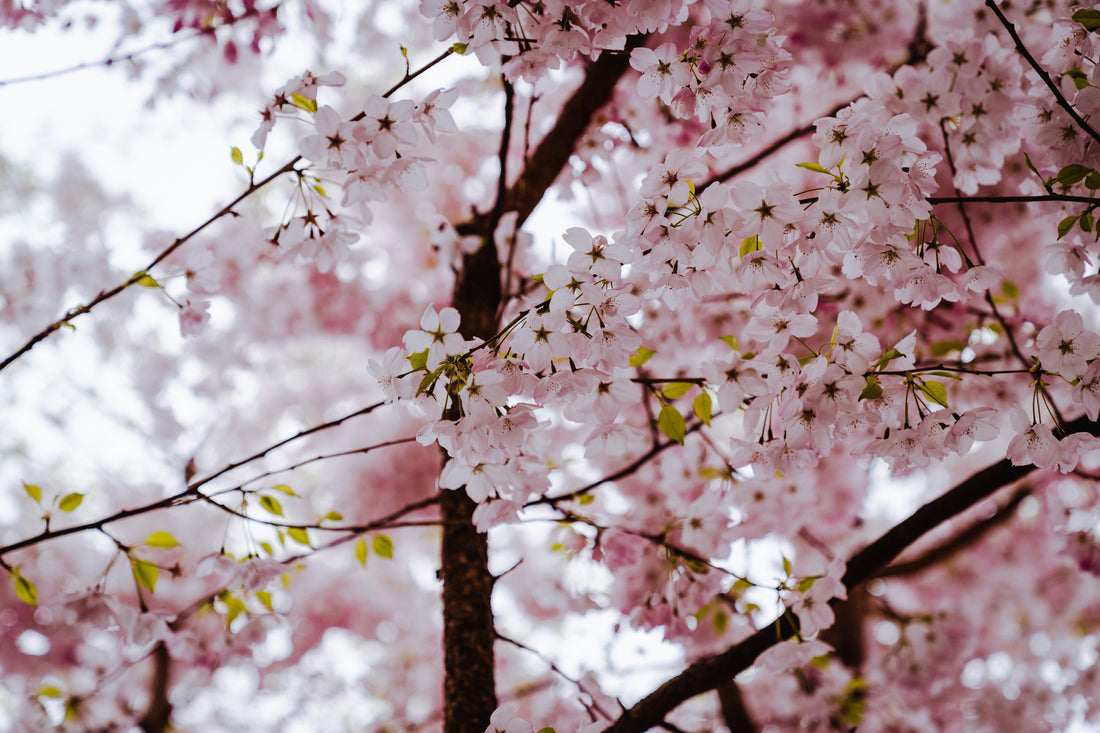 A close-up of delicate pink cherry blossoms in full bloom against a soft, light background.