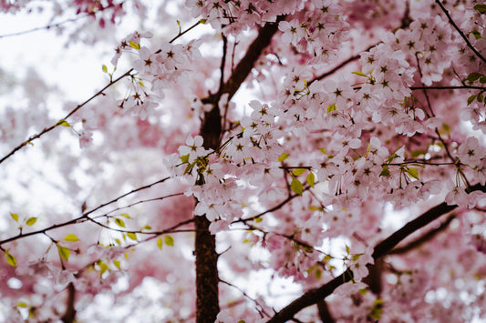 A close-up of delicate pink cherry blossoms in full bloom against a soft, light background.