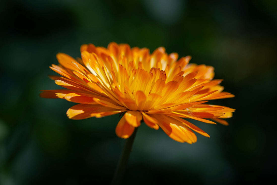 Beautiful Orange calendula