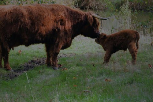 Fernhollow Farm