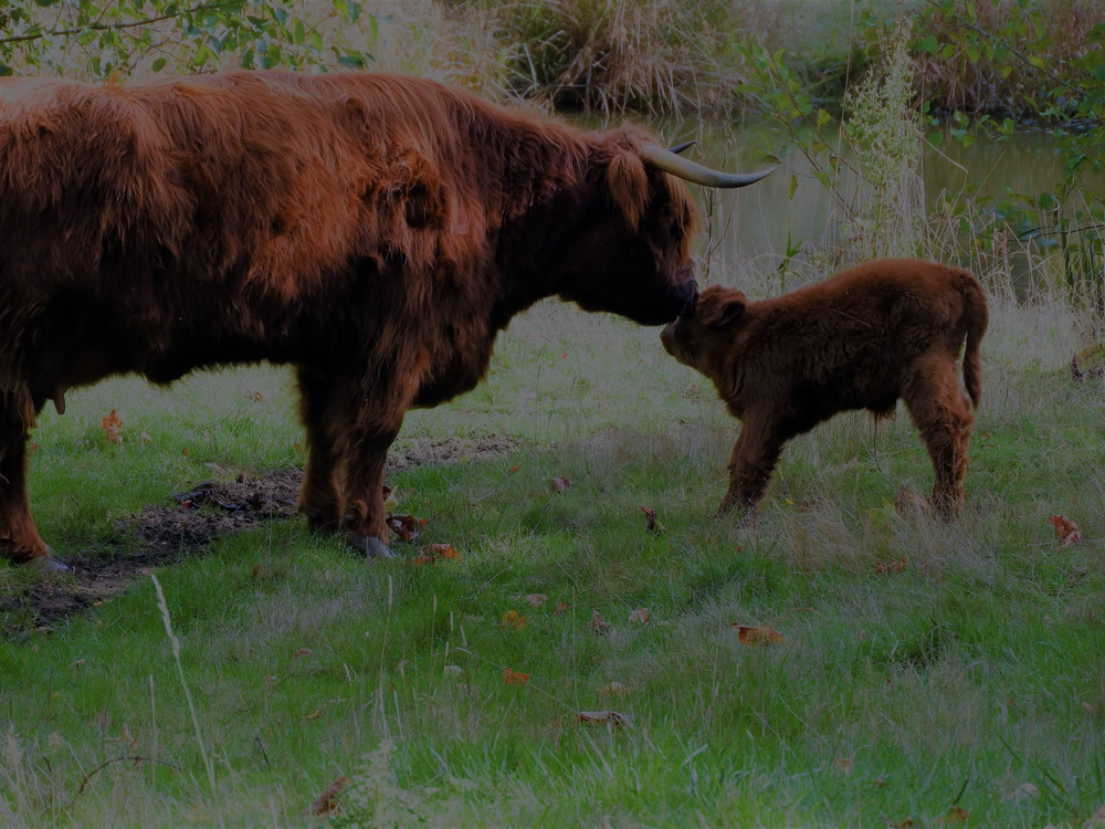 highland cows at fernhollow farms on Mayne Island British Columbia